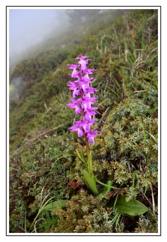 9926 corse orchidee site.jpg